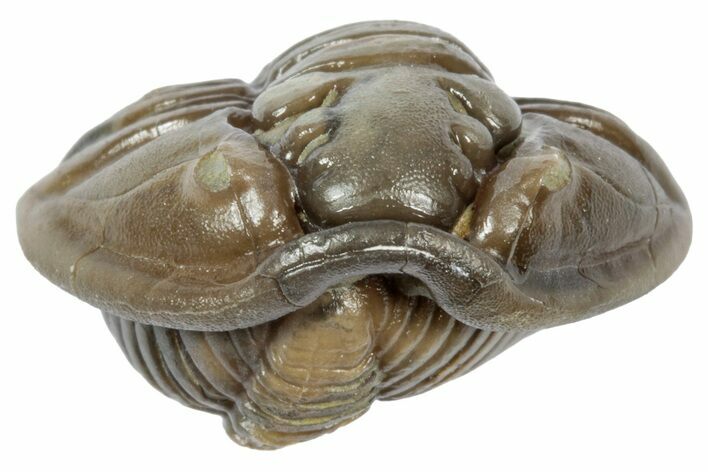 Wide Enrolled Flexicalymene Trilobite - Mt Orab, Ohio #358111